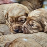 Litter of F1 cockapoos - Fallowcpose Kennels - Cockapoos Petersfield Hampshire Surrey Sussex London Berkshire Buckinghamshire Dorset Kent Somerset Wiltshire Oxford