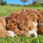 Litter of F1 cockapoos - Fallowcpose Kennels - Cockapoos Petersfield Hampshire Surrey Sussex London Berkshire Buckinghamshire Dorset Kent Somerset Wiltshire Oxford
